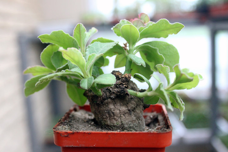 Monadenium mafingensis ES21484 Malawi, Zambia
