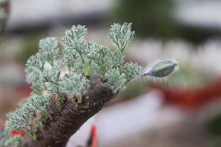 Бутоны на Sarcocaulon multifidum