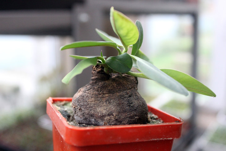 Monadenium sp. Tanzania, Singida Province
