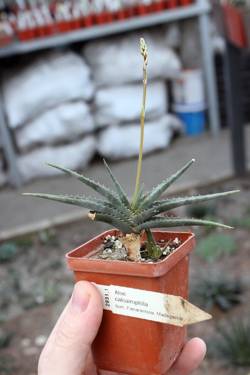 Aloe calcairophila Fianarantsoa, Madagaskar