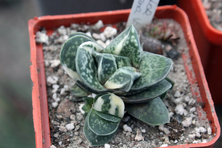 Gasteria bicolor v. liliputana f. monstrosa