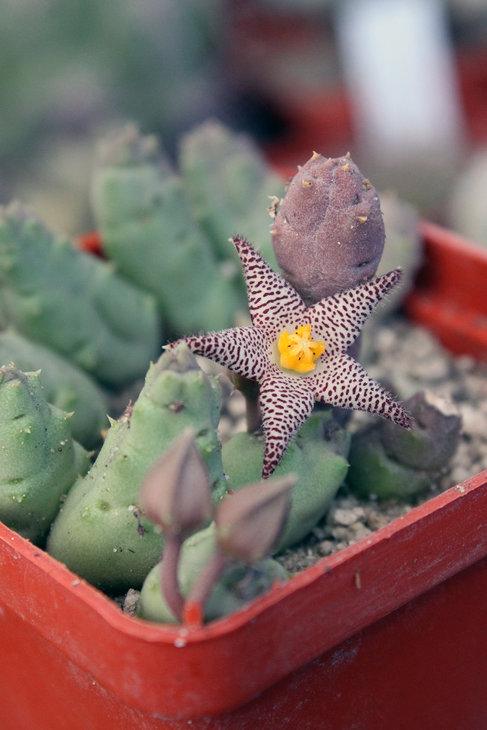 Piaranthus boleana