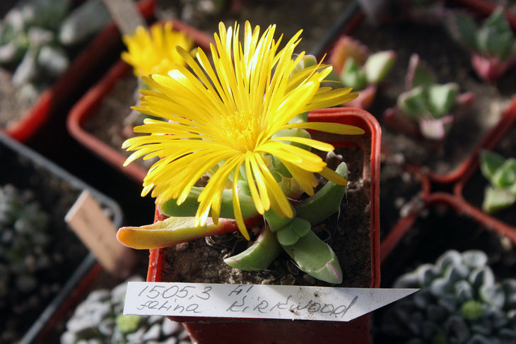 Faucaria felina Kirkwood MG1505.3