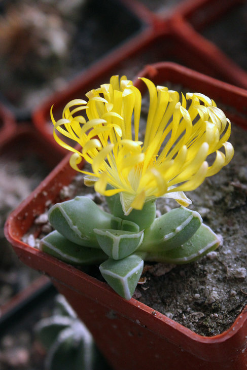 Faucaria bosscheana v. haagei MG1494