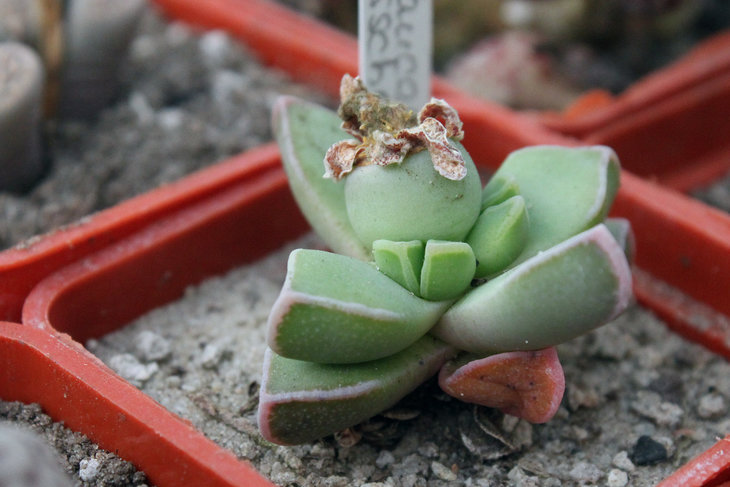 Плод Faucaria bosscheana v. haagei MG1494