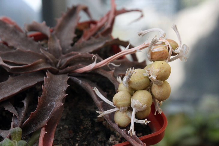 Плоды Lomatophyllum (Aloe) prostratum