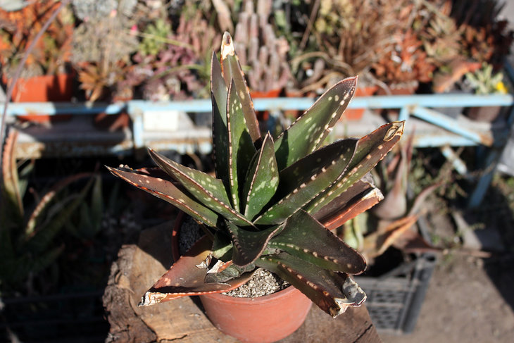 Gasteria excelsa