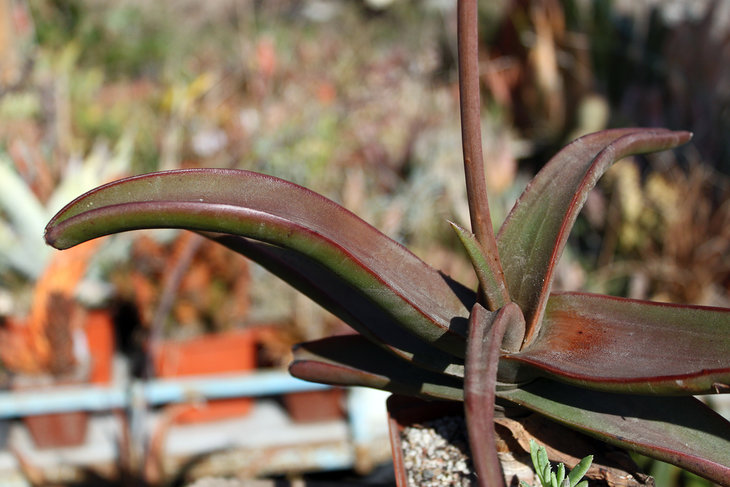 Aloe fleurentiniorum