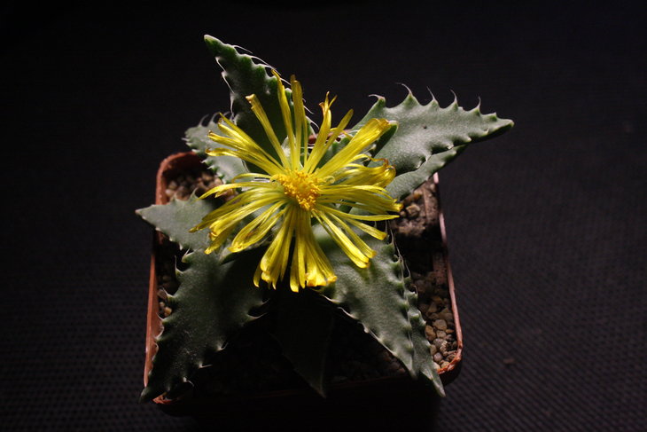 faucaria tigrina