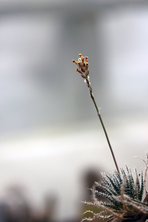 Цветение Aloe haworthioides