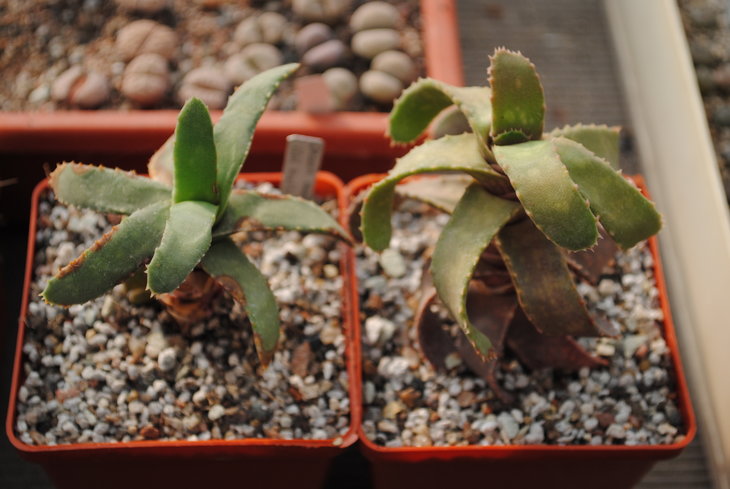 Gasteria rawlinsonii