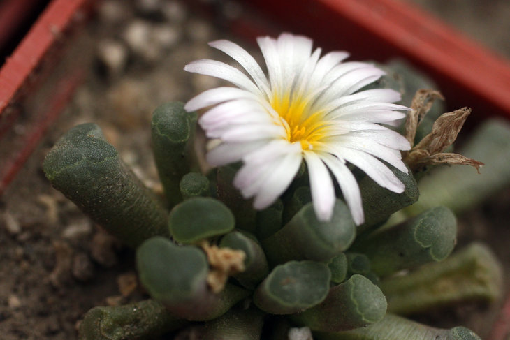 Frithia humilis