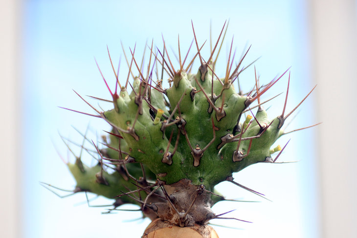 Euphorbia atrox