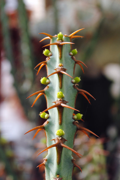 Цветение Euphorbia greenwayi