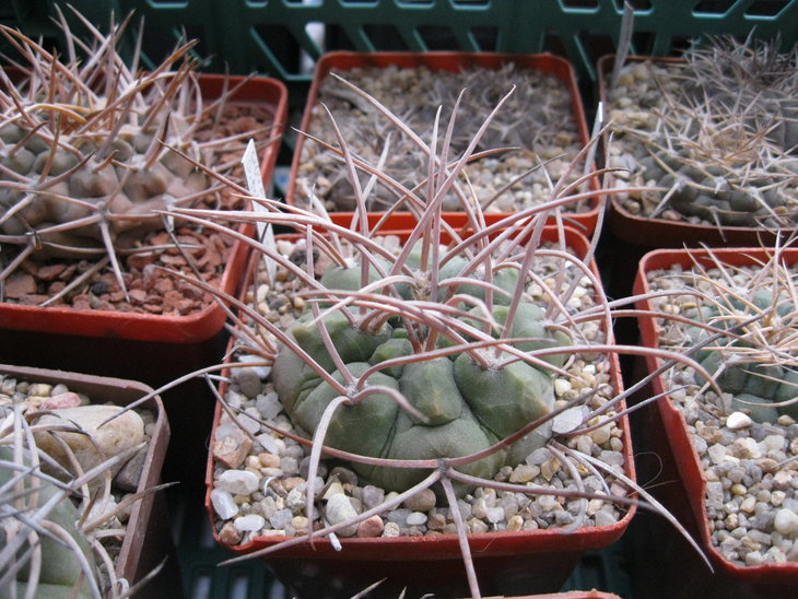 Gymnocalycium guanchinense - VS 36, Los Tambillos, Cuesta Miranda