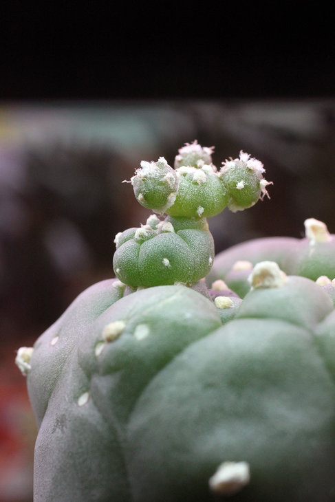 Lophophora koehresii RS1182 El Sabino, SLP