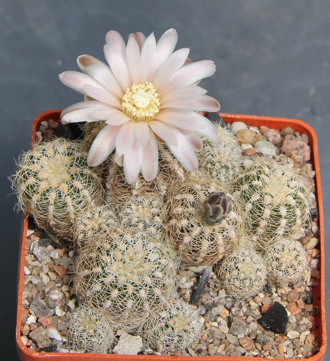 Gymnocalycium bruchii niveum  VG536