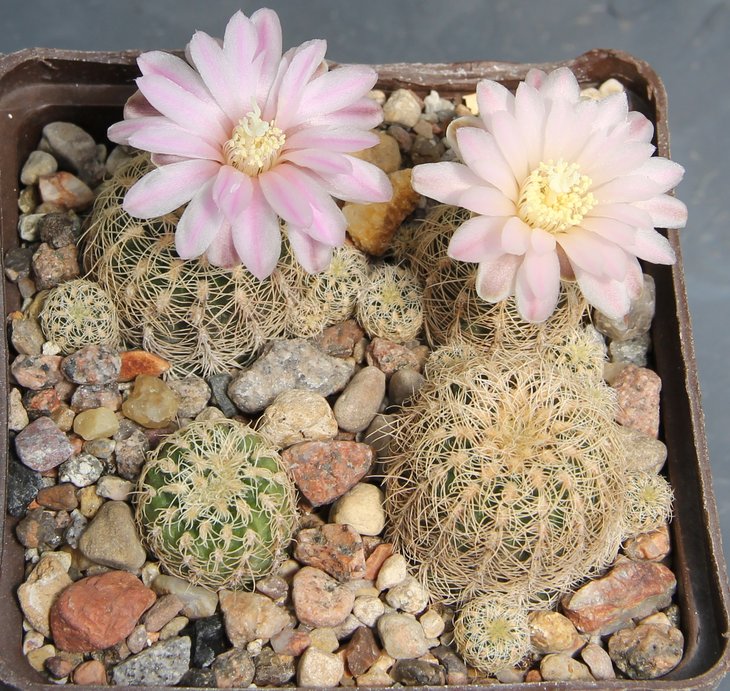 Gymnocalycium bruchii P200  PILTZ4293