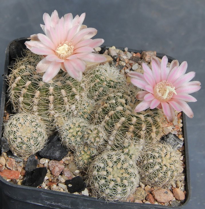 Gymnocalycium bruchii niveum WR727