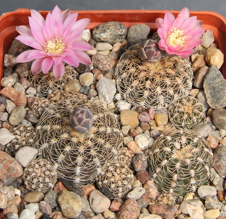 Gymnocalycium bruchii glaucum VG471  Los Reartes 803m  Cord  KK337.305