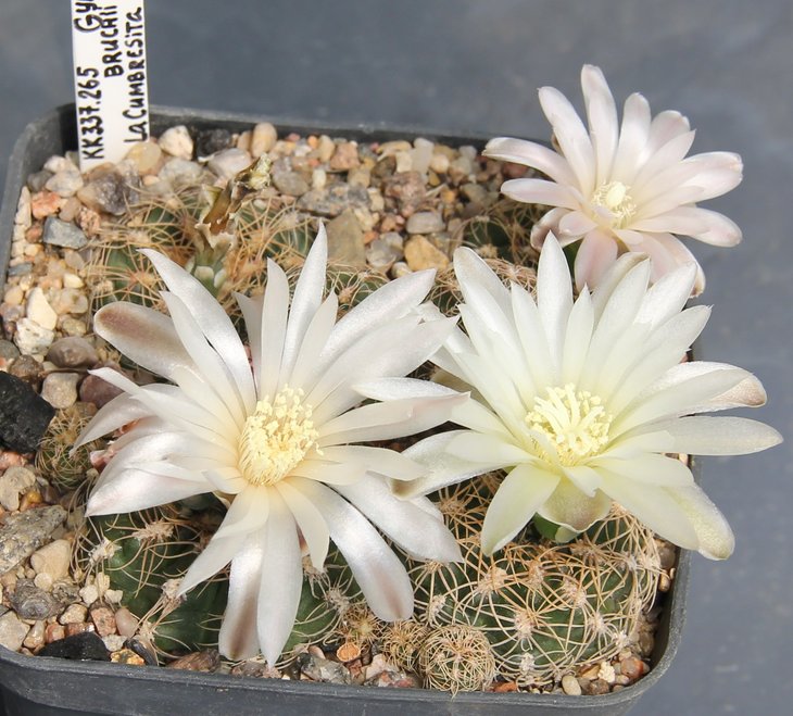 Gymnocalycium  bruchii cumbresitense VG469 La Cumbresita Cord. 1401m.   kk337.265