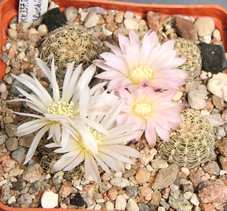 Gymnocalycium bruchii multicostatus VG979  Candonga Cord.  KK337.227