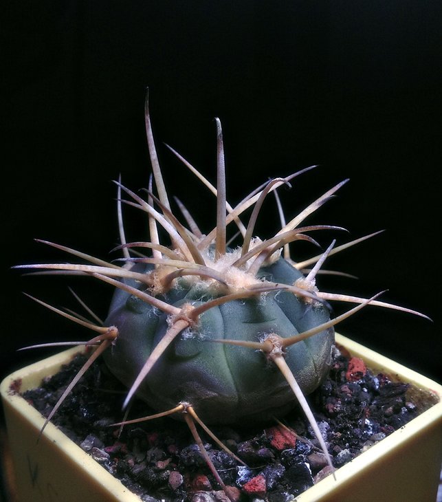 Gymnocalycium armatum VS 300.jpg
