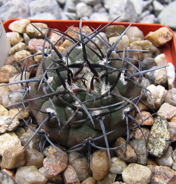 Gymnocalycium knolii