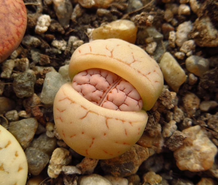 gracilidelineata v. gracilidelineata C374