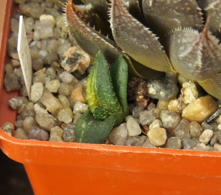 Haworthia limifolia f. variegata__.JPG