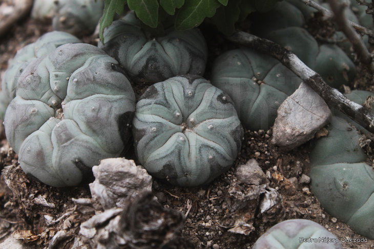 Lophophora williamsii, север San Luis Potosi. Тёмные пятна образовались при заморозках некоторое время назад. Фото Pedro Najera