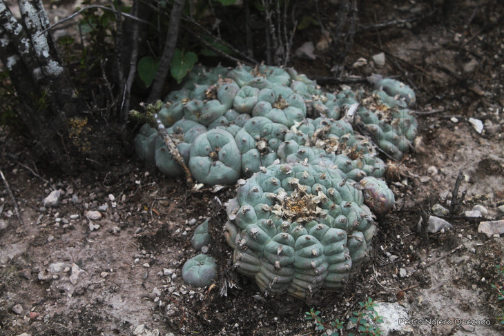 Lophophora williamsii, очень взрослое растение, север San Luis Potosi. Сейчас из-за сборщиков практически невозможно встретить растение такого возраста. Фото Pedro Najera