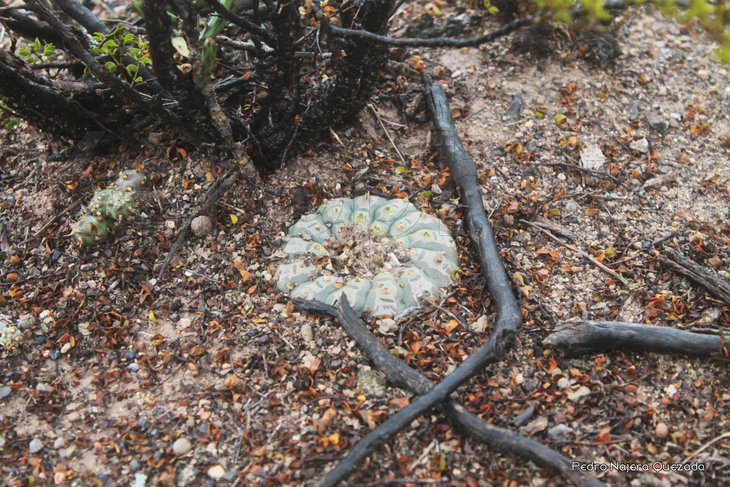 Lophophora williamsii, одиночное растение диаметром 22 (!) сантиметра. Север San Luis Potosi. Фото Pedro Najera