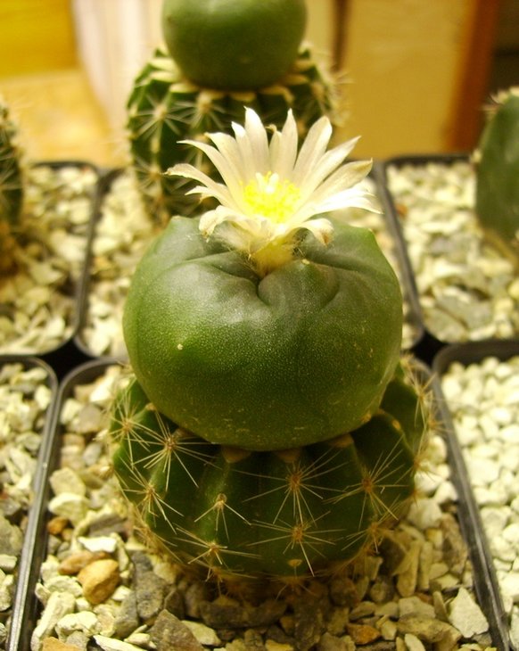 PICT0106.JPG