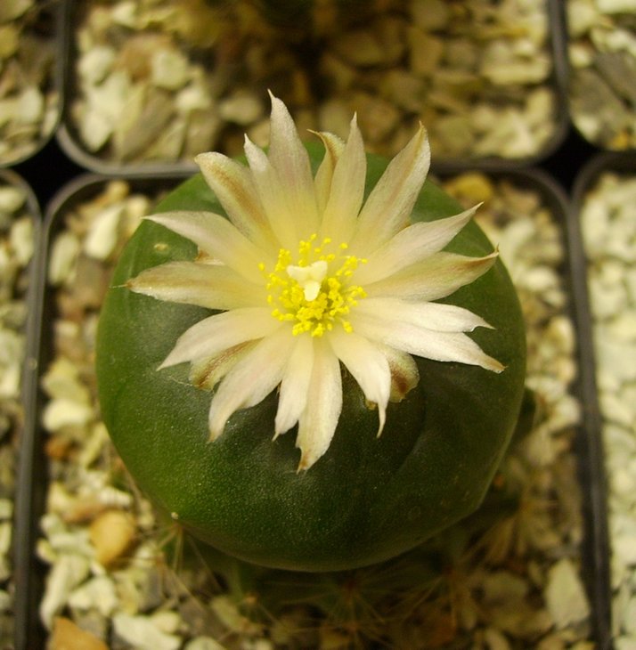 PICT0104.JPG