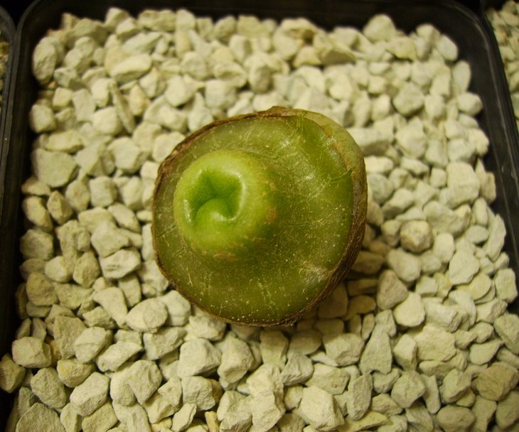 Lophophora diffusa