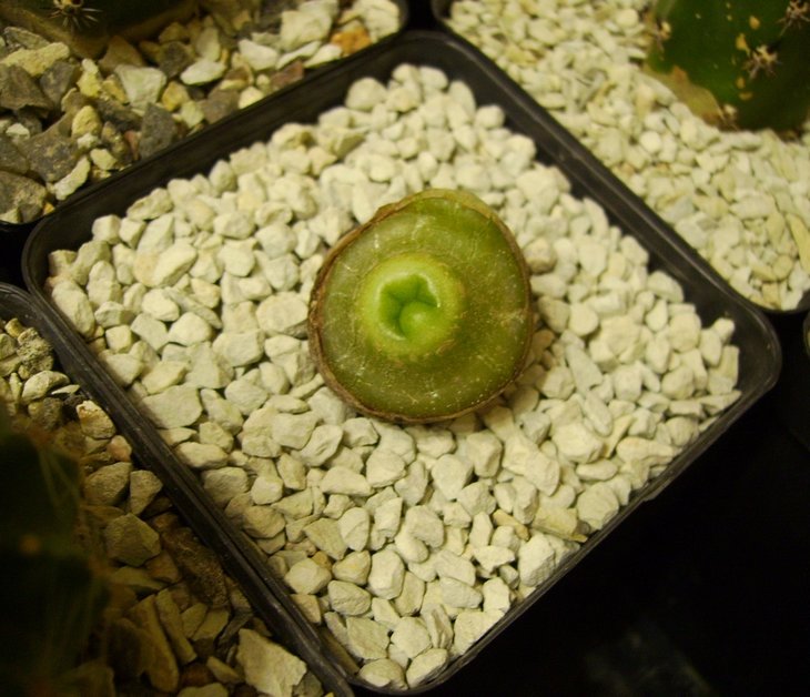 Lophophora diffusa