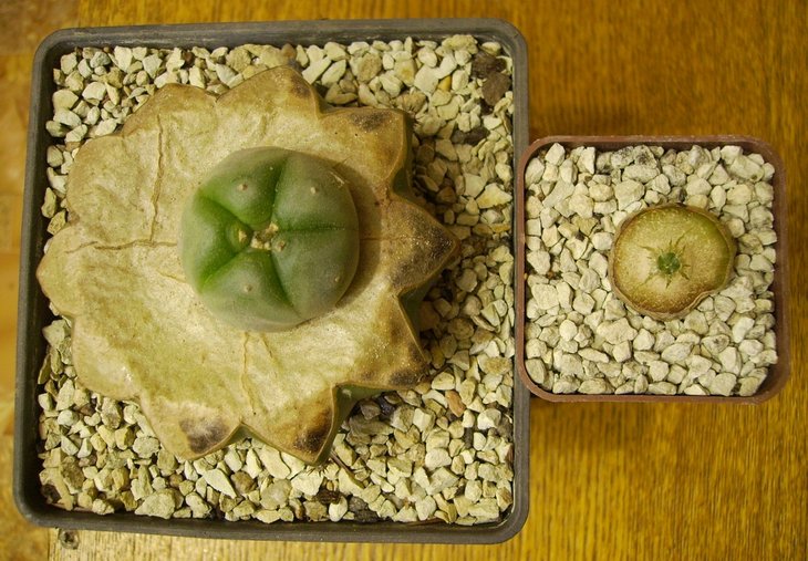 Lophophora diffusa
