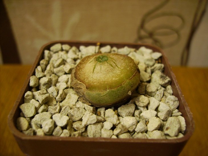 Lophophora diffusa
