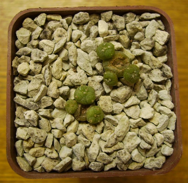 Lophophora diffusa RS507