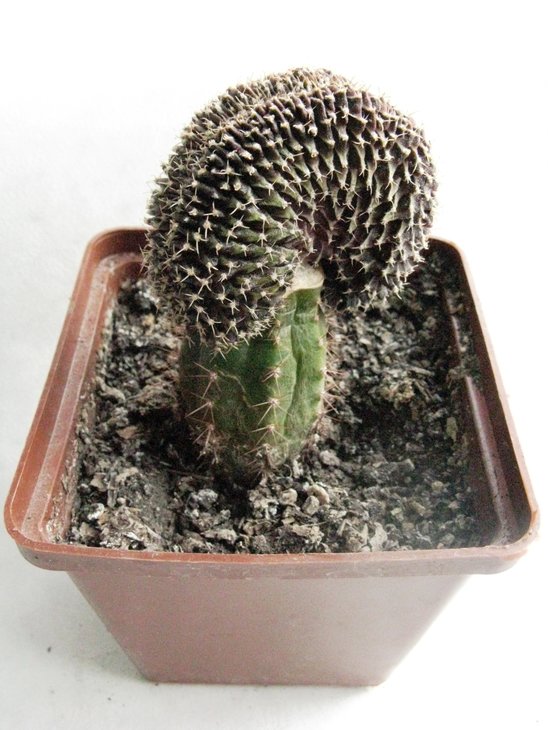 Gymnocalycium friedrichii LB 2178  Agua Dulce кристата
