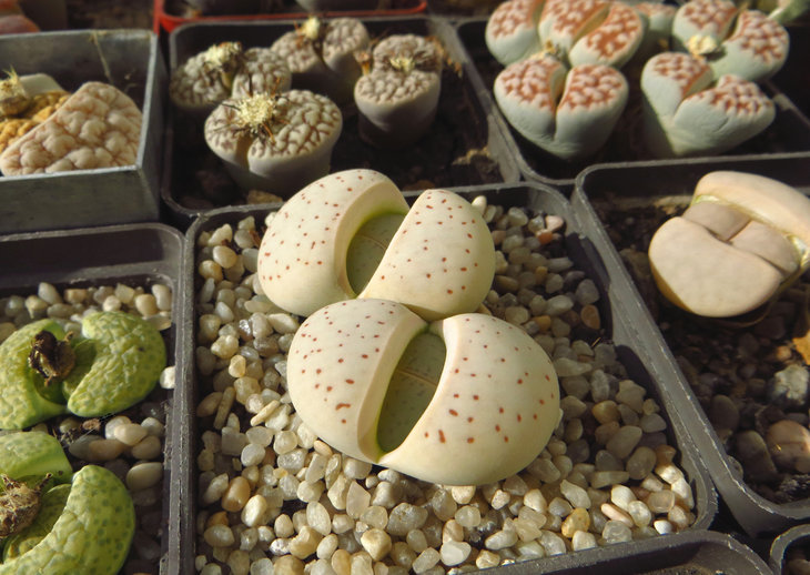 Dinteranthus vanzylii
