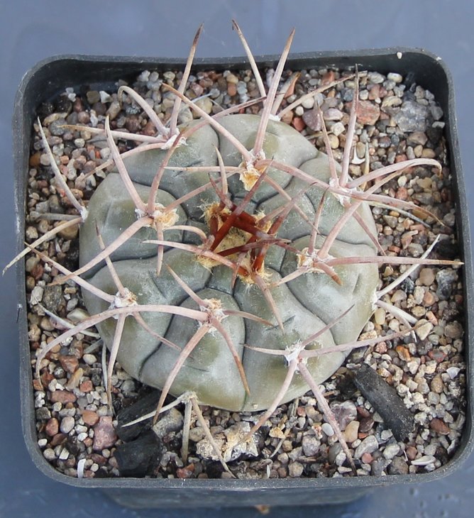 Gymnocalycium boszingianum