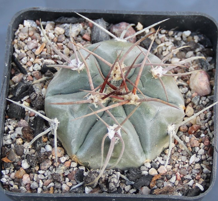Gymnocalycium boszingianum