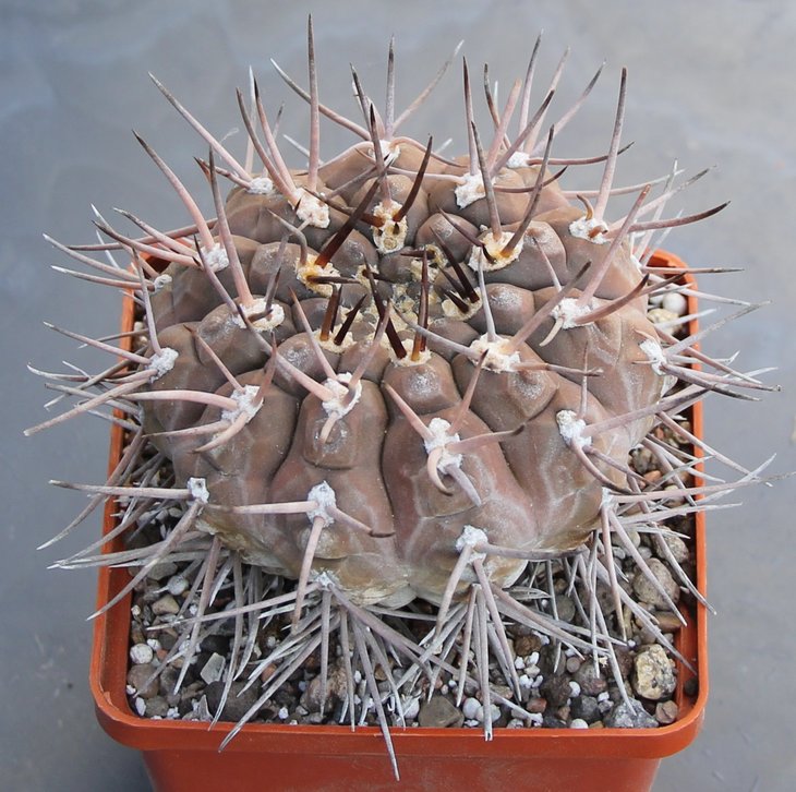 Gymnocalycium piltziorum P38