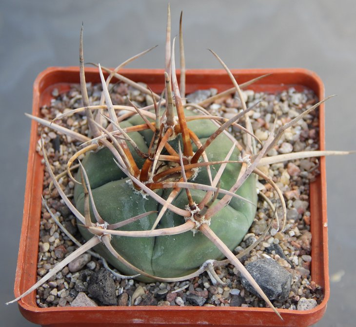 Gymnocalycium armatum HTH143    PILTZ7100