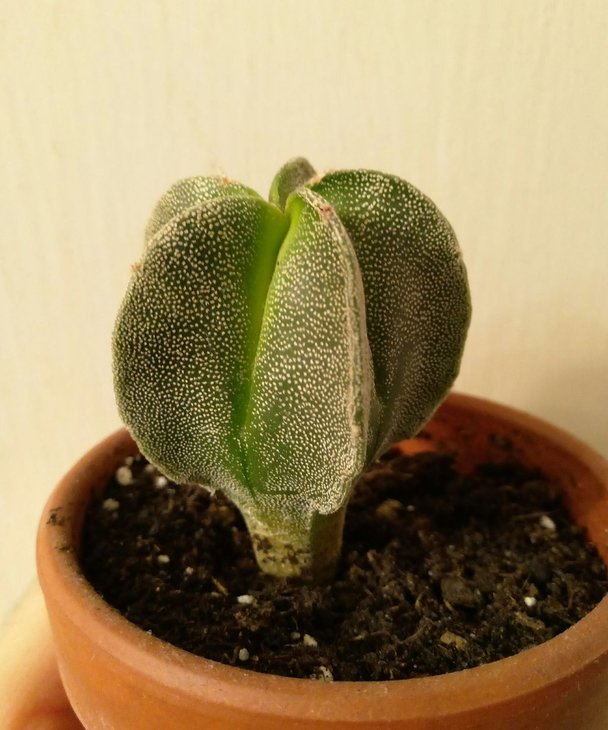 Astrophytum myriostigma