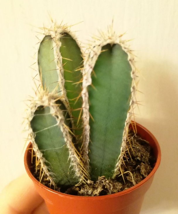 Cereus validus Piptanthocereus forbesi