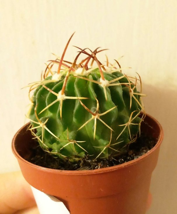 Echinofossulocactus (syn Stenocactus)