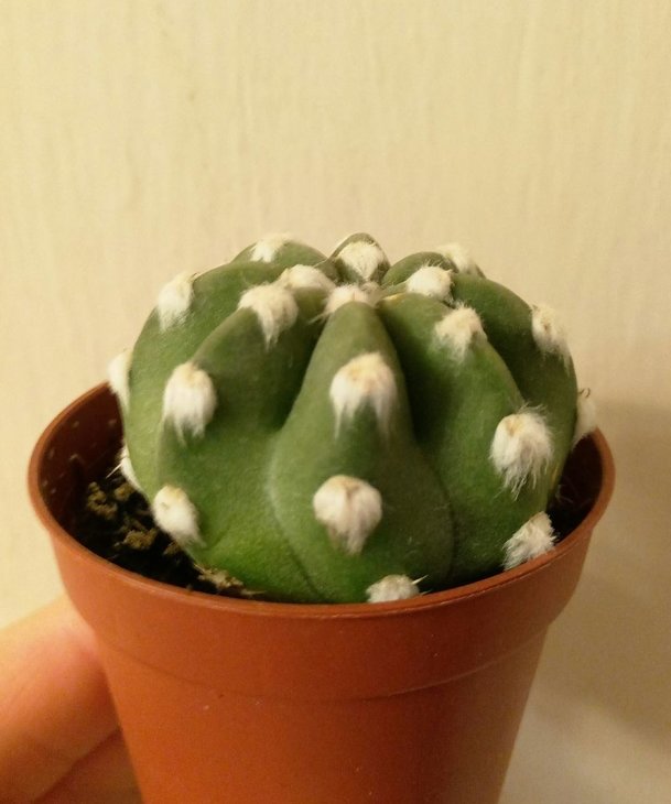 Echinopsis subdenudata